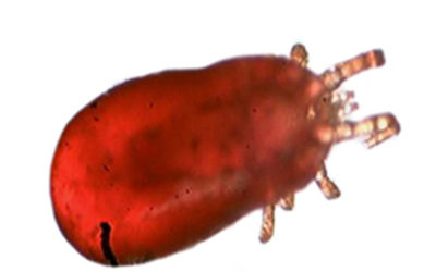 Red Poultry Mite