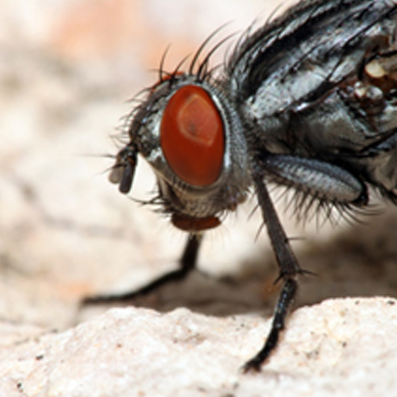 blow-flies-pelgar-uk